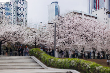 Cherry blossom in South Korea, blooming sakura cherry trees in the streets of Seoul, spring sunny day, Republic of Korea, pink Cherry blossoms, azalea and magnolia flowers, spring blossom season
