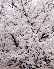 Cherry blossom in South Korea, blooming sakura cherry trees in the streets of Seoul, spring sunny day, Republic of Korea, pink Cherry blossoms, azalea and magnolia flowers, spring blossom season