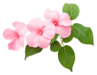 PNG Hibiscus flower petal plant.