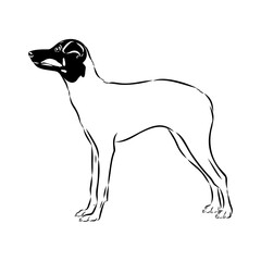 Japanese Terrier hand drawing vector illustration isolated on white background