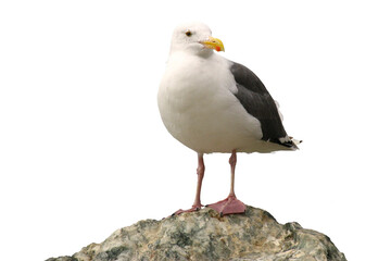 Seagull on a rock, isolated image on transparent background