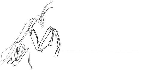 continuous line grasshopper.one line drawing of grasshopper insect animal.single line vector illustration.editable stroke.isolated white background
