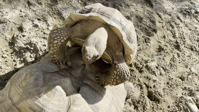 Un couple de tortues africaines dans un zoo