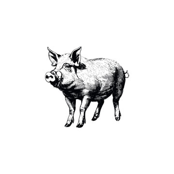 recommend clip art: Detailed Black and White Pig. Vector illustration design.