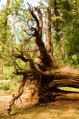 Fototapeta premium Details of an uprooted tree at Katzenberg, Ried im Innkreis, Upper Austria, Austria