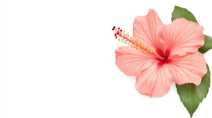 Close-up of a beautiful pink hibiscus flower with green leaves on a white background. Ideal for nature, floral, and botanical themes.