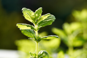 Young melissa or lemon balm plant growing outdoors in a garden
