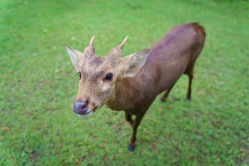 Teenager Indian hog deer, Cervus porcinus, and Axis porcinus with curiosity strangers visit green nature in Conservation Area of Doi Suthep Moutain Wildlife Sanctuary, Chiang Mai, Thailand.