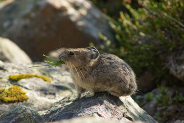 Pika