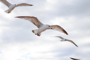 Seagulls flying against a cloudy sky