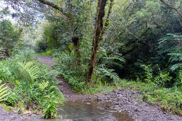path through the jungle