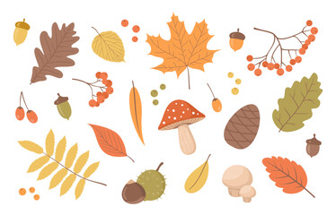 Set of autumn plant elements. Leaves, berries, mushrooms, acorns and chestnuts isolated on a white background. Flat vector illustration © Alrika 