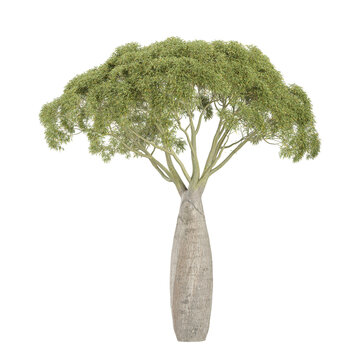 Brachychiton rupestris tree on isolated Canvas