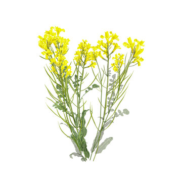 collection of Sinapis arvensis Plant with realistic style
