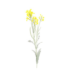 Rapeseed plant on isolated Canvas