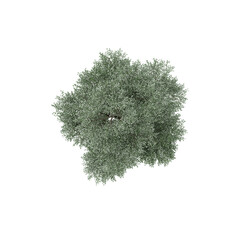 collection of Bucida Buceras tree with realistic style from top view