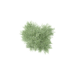 Top view of Bucida buceras Plant isolated on transparent Canvas