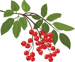 Cranberry Branch with Red Berries Flat Vector Illustration