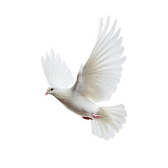Elegant transparent dove in mid flight with wings outstretched and tail feathers fanned isolated on a transparent background 