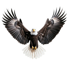 Majestic bald eagle with wings fully spread isolated on a transparent background 