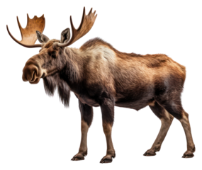 PNG Moose wildlife mammal animal.