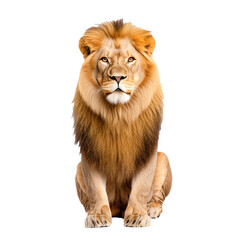 Obraz premium Powerful male lion with a flowing golden mane and intense gaze isolated on a transparent background 
