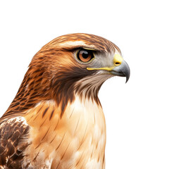 Fototapeta premium Red tailed hawk with intense gaze and feathers ruffled by wind isolated on a transparent background 