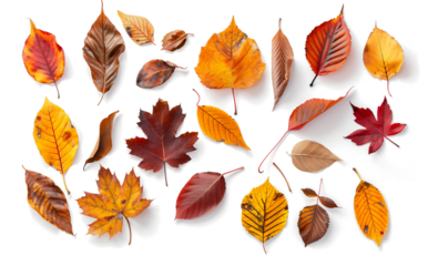 Colorful autumn leaves arrangement. Various shapes and sizes of foliage in vibrant red, orange and yellow hues. Cutout seasonal collection showcasing nature's palette during fall