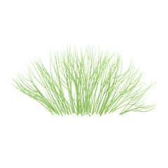 Horsetails grass on isolated Canvas