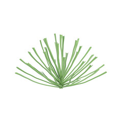 set of Palm leaf plant isolated on transparent Canvas
