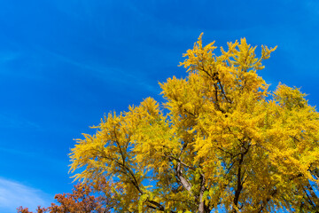 Fototapeta premium Natural autumn or fall season. Autumn forest nature. Nature in forest. Fall outdoor. Autumn tree on sky. Nature in fall season. Autumnal season in park. Seasonal leaves on tree. Changing landscape