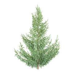 White spruce plant isolated on transparent Canvas