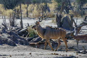 Fototapeta premium Male kudu with birds on his back seen on an African safari in Botswana
