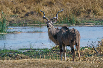 Fototapeta premium Male kudu with birds on his back seen on an African safari in Botswana