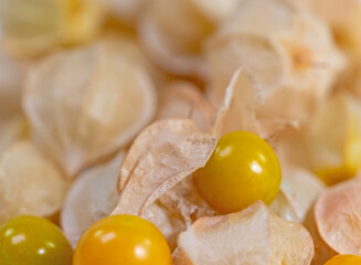 Ananaskirschen, Physalis pruinosa, in einer Nahaufnahme