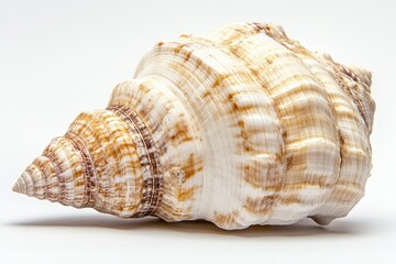 Beautiful spiral seashell resting on a light background, showcasing intricate patterns and textures