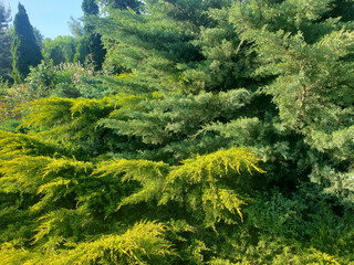 pine tree in the park