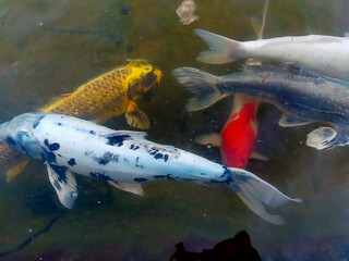 Japanese carp in the lake