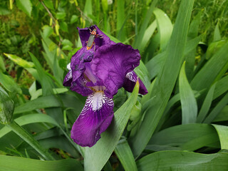 purple iris flower