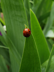 ladybird on a leaf