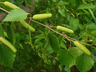 flowering birch