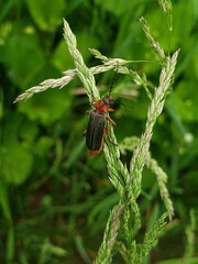 bug on a leaf