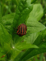 bug on leaf