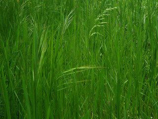 green grass in a field
