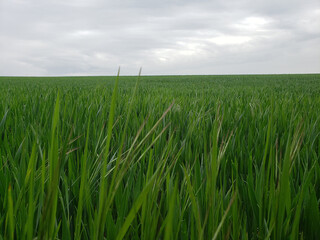 wheat field and sky