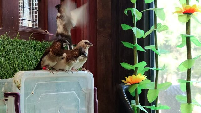 Close-up side view of group of small brown white-rumped munia or Society finch (Lonchura striata) birds sitting on box in pet store. Slow motion video. Exotic pets theme.