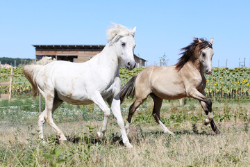 Obraz premium Young sport stallions galloping on meadow during summer morning agricultural farm scene