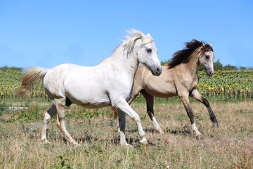 Obraz premium Young sport stallions galloping on meadow during summer morning agricultural farm scene