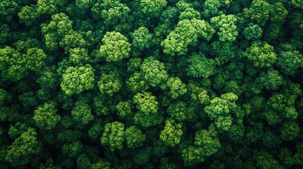 An aerial view of a vast rainforest, with the treetops forming a continuous green canopy under a bright blue sky.