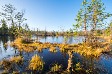 View of the forest lake in the autumn